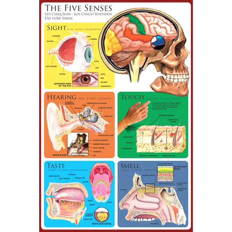 Anatomy of The Human Five Senses Wall Chart Poster - Eurographics
