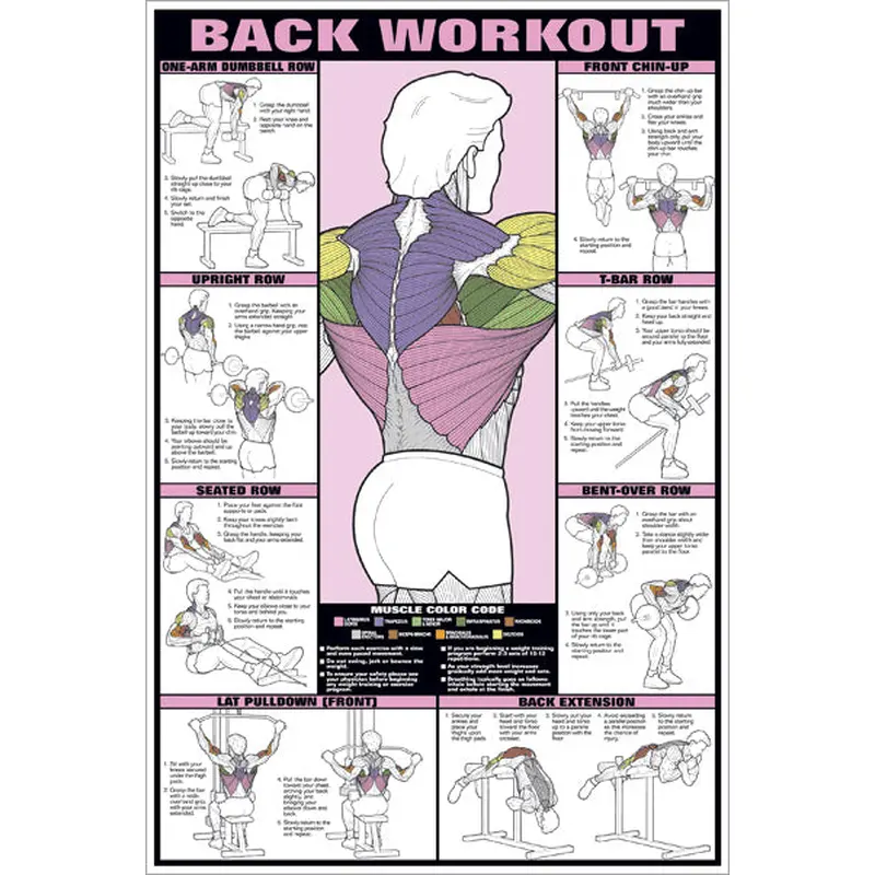 Back Workout Professional Fitness Instructional Wall Chart Poster - Fitnus Corp.