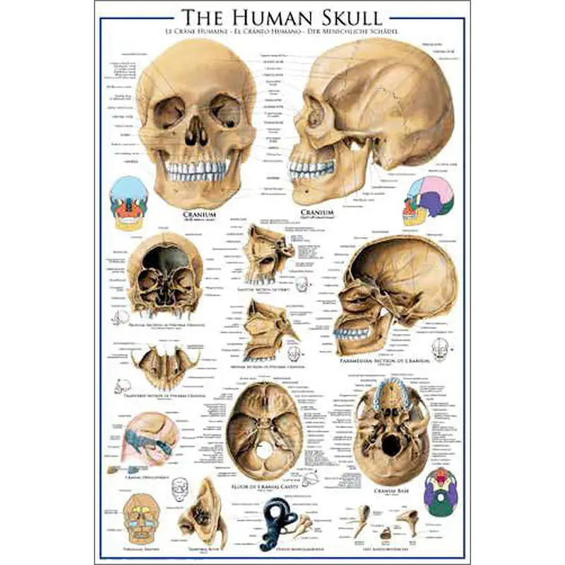 Anatomy of The Human Skull Wall Chart Poster - Eurographics