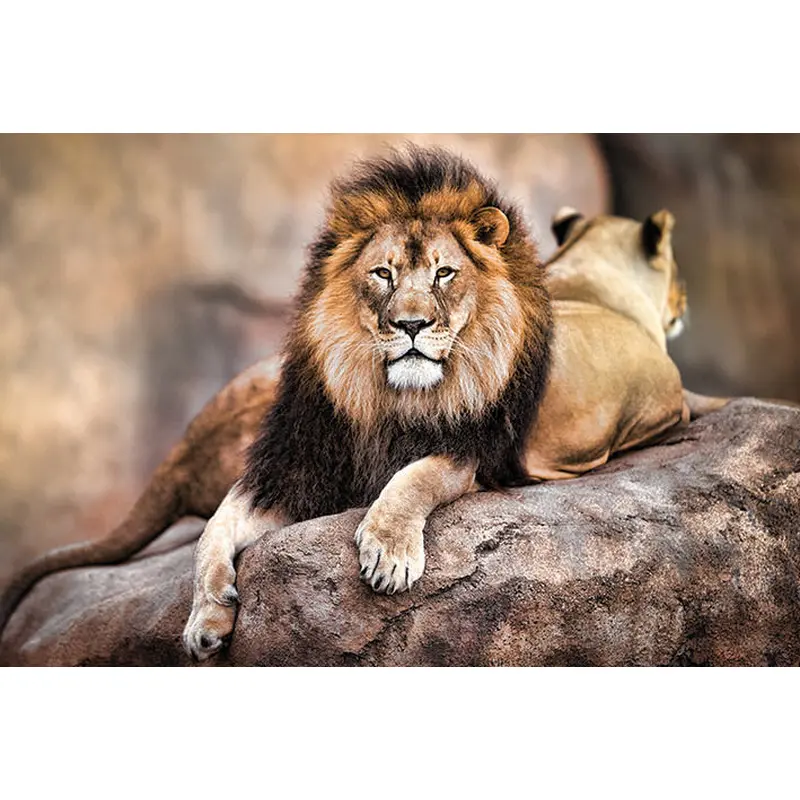 Proud Male Lion, King of the Savannah Animal Beauty Poster - Pyramid International