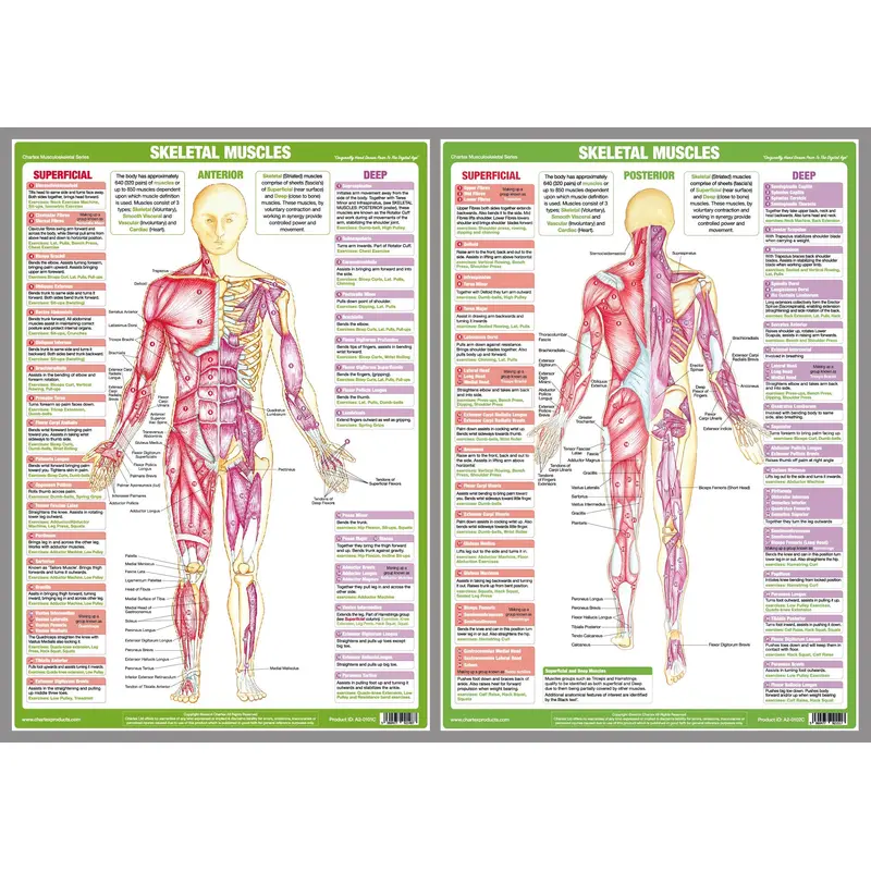 Major Skeletal Muscles Anatomy Wall Chart Poster Set (2 Posters) - Chartex Ltd.